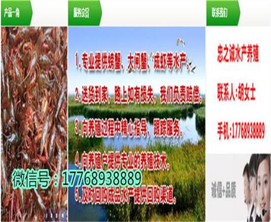 致富经龙虾养殖_致富经养殖小龙虾_致富经龙虾养殖技术视频
