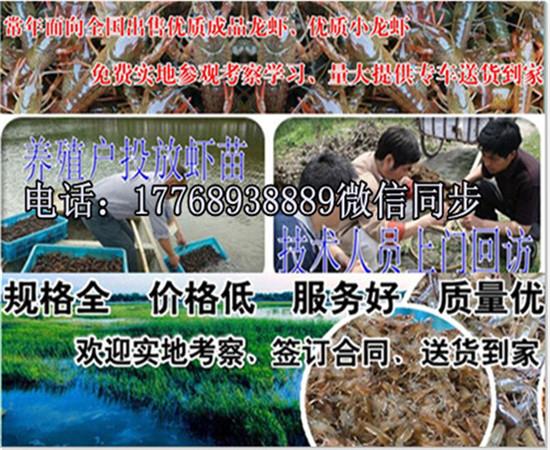 致富经养殖小龙虾_致富经龙虾养殖技术视频_致富经龙虾养殖