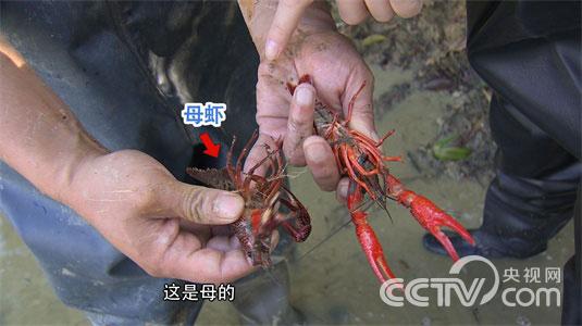 [致富经]冬季小龙虾的钱让谁赚去了