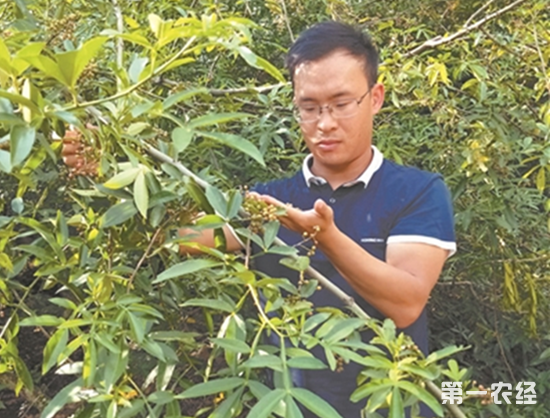 “花椒村官”的致富经
