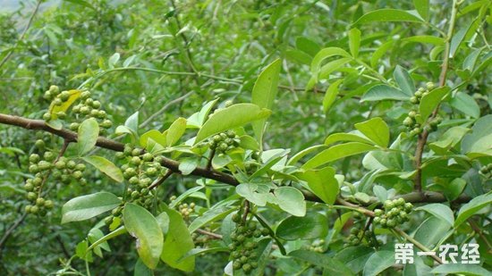“花椒村官”的致富经