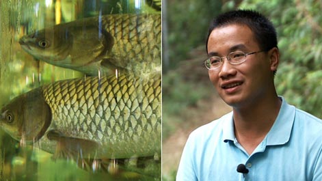 CCTV7《致富经》:天价草鱼的背后 玉林市庞淇蔚养殖大草鱼创富(5)