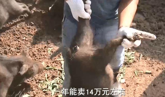 致富养殖农村有补贴吗_2020农村养殖致富门路_农村养殖致富经