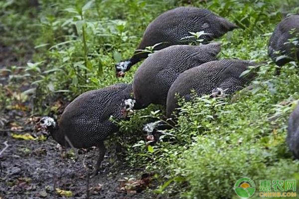 致富养鸡视频_养鸡致富经_致富新项目养鸡
