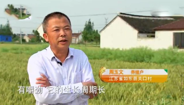 致富养鸡好段_致富经养鸡_致富新项目养鸡
