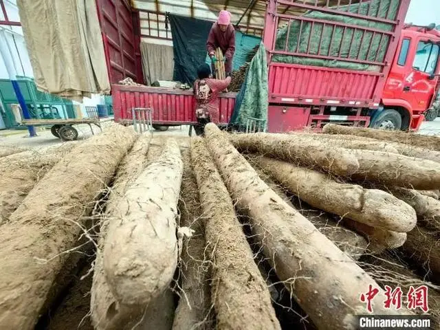 致富农业项目_农业致富经_致富农业盐碱地