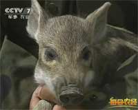 稳赚钱的养猪经 独具特色的养猪经 每日农经 CCTV7 栏目官网 CNTV农家乐