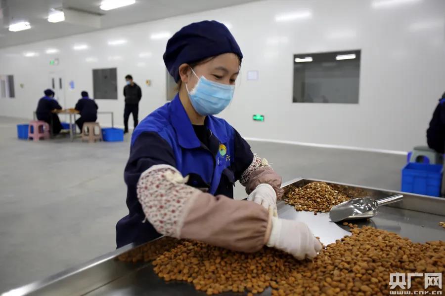 致富种植业_种植致富经_致富种植糖料蔗文案怎么写