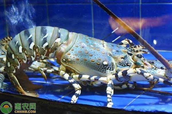致富经小龙虾_龙虾致富经_致富经龙虾养殖视频全集