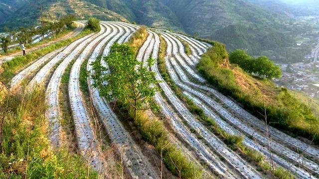 致富鱼丰收_致富经鱼_致富鱼游出产业振兴路