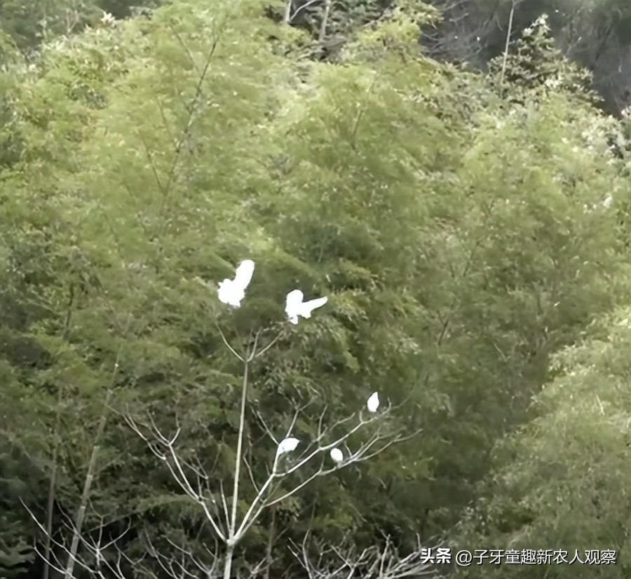 致富经泥鳅养殖_致富养殖泥鳅怎么样_致富养殖泥鳅视频