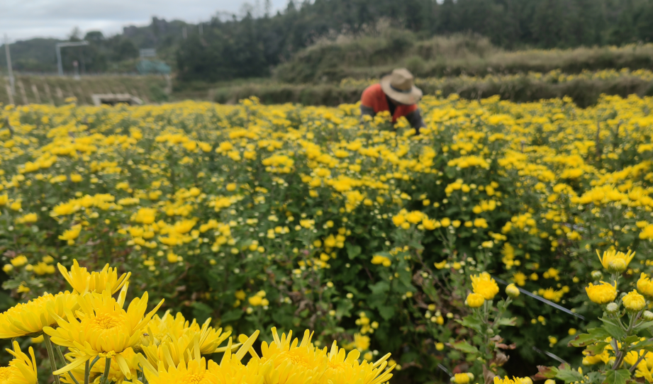 永嘉南山可采菊！古诗词里寻“致富经”