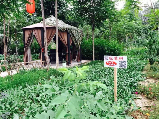 致富种植什么比较赚大钱_致富经种植_致富种植视频全集
