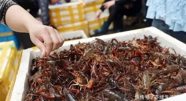 致富经龙虾养殖_致富经龙虾养殖技术视频_致富经养殖小龙虾