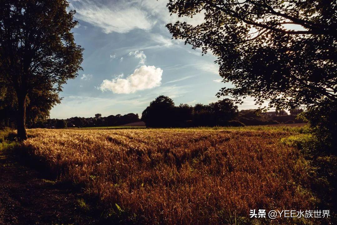 致富经泥鳅养殖_致富养殖泥鳅怎么样_养殖泥鳅挣钱吗