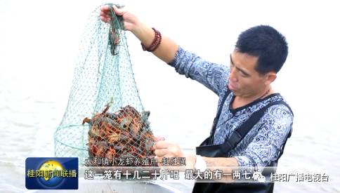 致富经小龙虾_致富经小龙虾养殖视频播放_致富经龙虾养殖视频全集
