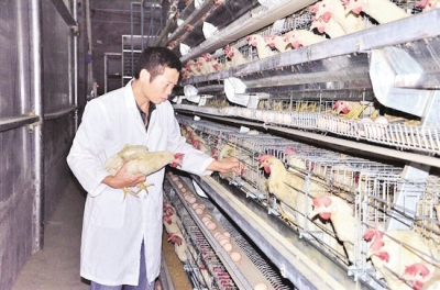 致富项目养鸡_养鸡致富经_致富经养鸡视频大全