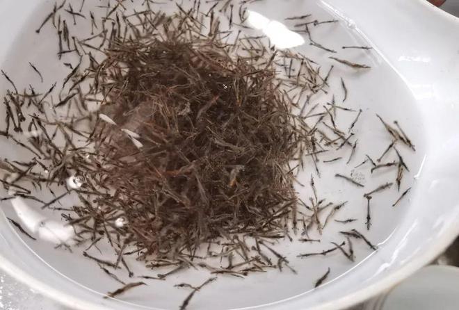 致富经养河虾_致富经养虾_致富经淡水虾养殖视频