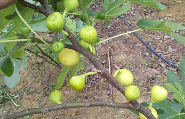 无花果苗价格