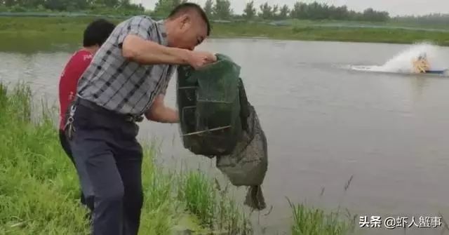 致富经小龙虾_致富经小龙虾养殖技术_龙虾致富经
