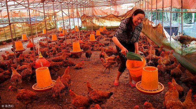 返乡养鸡怎样才能赚到钱？一线农友算给你看的宝贵经验值得借鉴