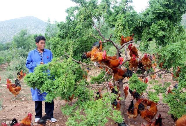 致富经养鸡视频大全_致富养鸡视频_致富经养鸡