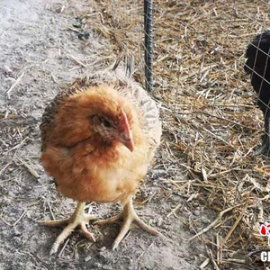 致富经养鸡_致富经养鸡视频大全_致富项目养鸡