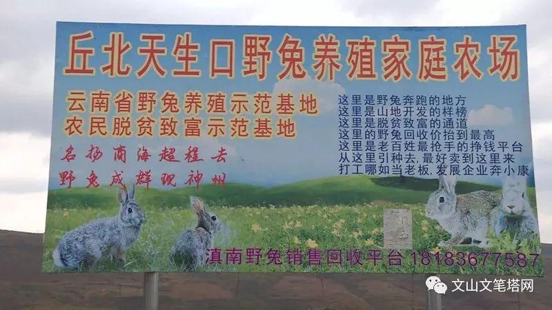 致富养兔子_致富经养兔_致富经兔子养殖