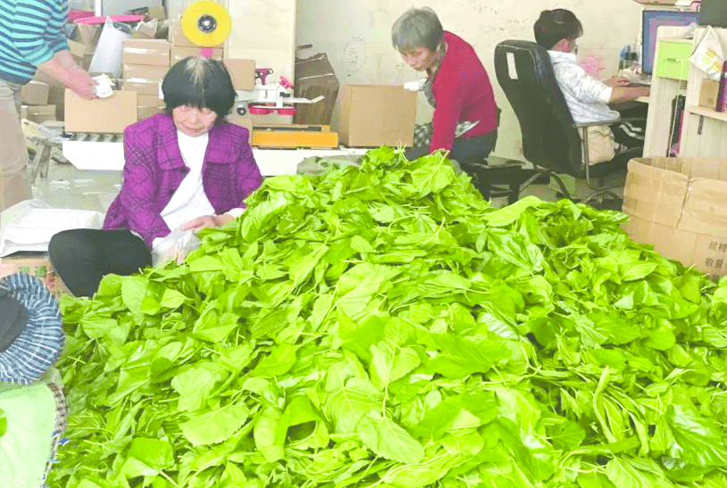 兰溪：电商“致富经” 农家小桑叶片触网进城