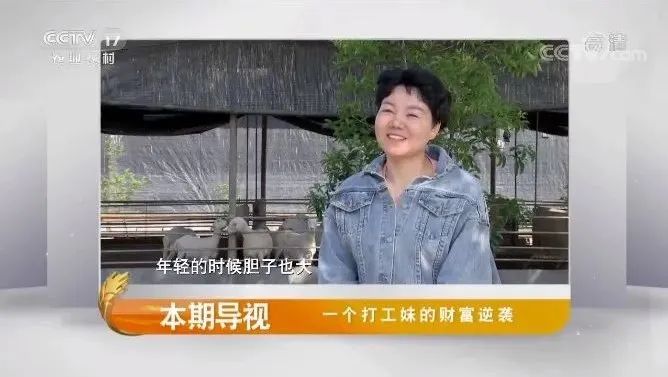 致富经创业项目农村养殖羊_养羊致富经2020年全集_养羊致富经