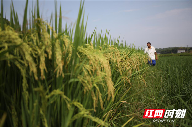 致富经养鱼一年多赚1000万_致富经养鱼_致富经养鱼视频大全集