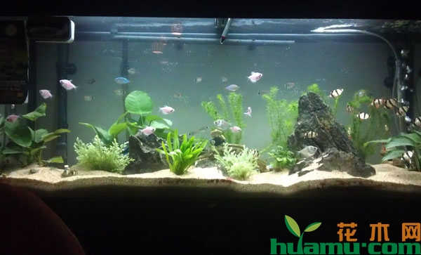 养乌龟的水可以浇花吗？3种浇花水，不用花钱就能得到！