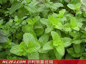 薄荷种植技术[农广天地]