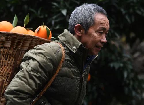 致富黄金叶_致富黄金果_致富经黄