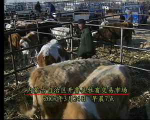 CCTV-7《致富经》：为了养牛办酒厂(组图)