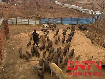 致富经张_致富张大良养黄鳝视频_致富经张