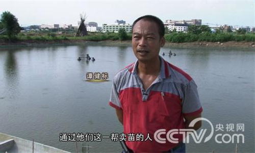 致富养殖泥鳅图片_致富经泥鳅养殖_致富养殖泥鳅视频
