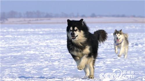 [致富经]葛宇天饲养阿拉斯加犬和秋田犬如何年创千万财富