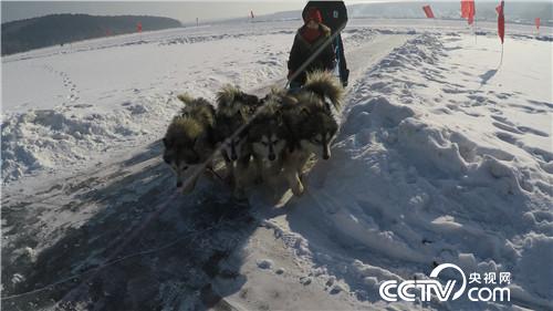 [致富经]葛宇天饲养阿拉斯加犬和秋田犬如何年创千万财富
