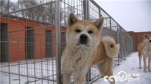 [致富经]葛宇天饲养阿拉斯加犬和秋田犬如何年创千万财富