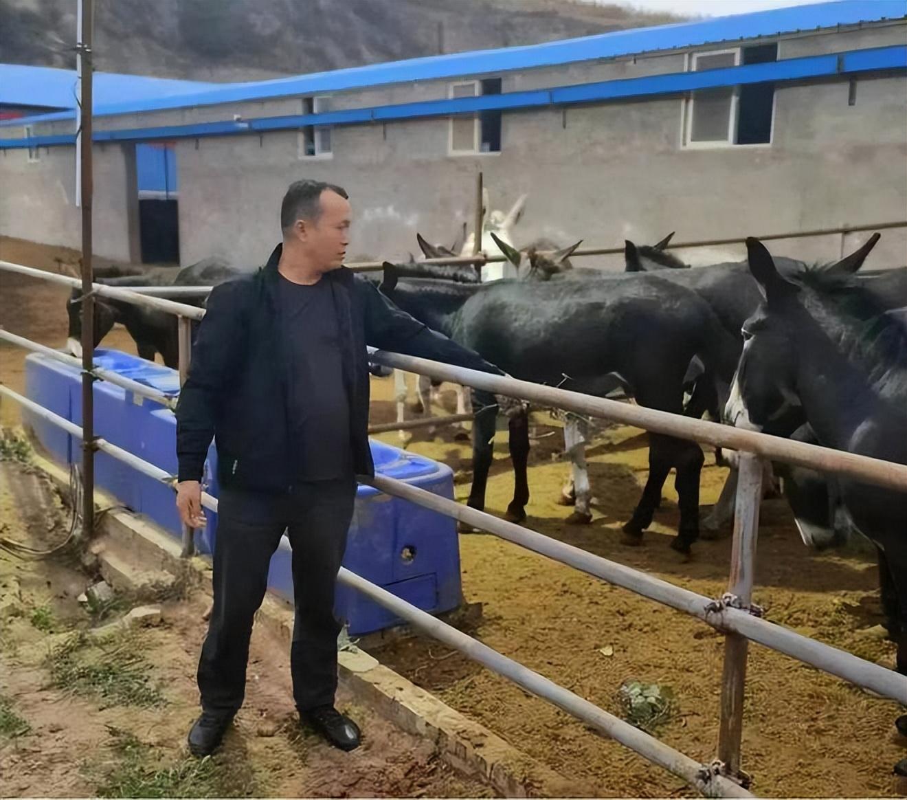致富经养驴_养驴致富经_养驴的效益