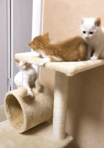 4.gif