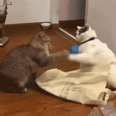 5.gif