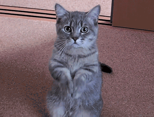 6.gif