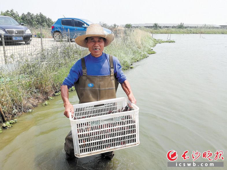 致富经虾_致富虾真的_炒虾尾的虾是什么虾