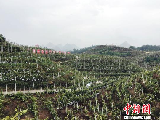 图为长顺县已经规模化种植的葡萄。　杨云 摄