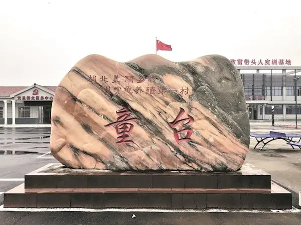 养乌龟致富_致富经养龟_致富经乌龟养殖场的视频