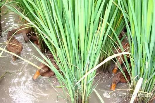 当下最流行的稻田养殖模式设计的要点