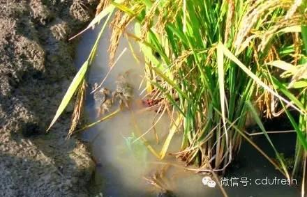 当下最流行的稻田养殖模式设计的要点