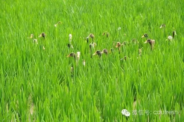 当下最流行的稻田养殖模式设计的要点